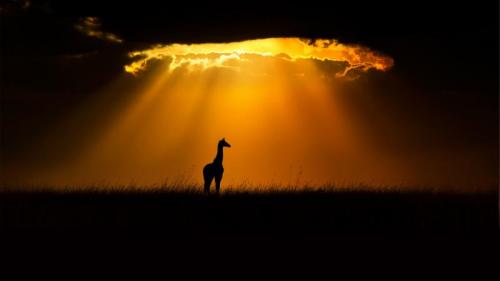 Masai giraffe in Maasai Mara, Kenya (© Andy Rouse/Minden Pictures) Bing Everyday Wallpaper 2022-05-14
/tmp/UploadBetar9ihKI [Bing Everyday Wall Paper 2022-05-14] url = http://www.bing.com/th?id=OHR.MaasaiGiraffe_EN-US4914727610_1920x1080.jpg

File Size (KB): 279.59 KB
Last Modified: May 14 2022 00:00:01
