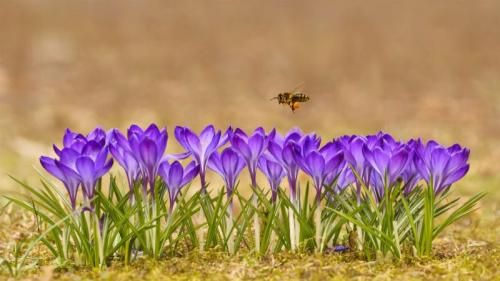 Honeybee flying over crocuses in the Tatra Mountains, Poland (© Mirek Kijewski/Getty Images) Bing Everyday Wallpaper 2022-05-20
/tmp/UploadBetafw5mwv [Bing Everyday Wall Paper 2022-05-20] url = http://www.bing.com/th?id=OHR.ApisMellifera_ZH-CN8078623367_1920x1080.jpg

File Size (KB): 335.28 KB
Last Modified: May 20 2022 00:00:08
