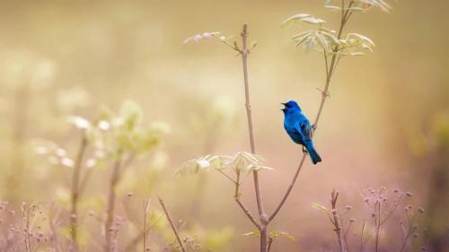 奥杜邦中心的一只靛蓝彩鹀，美国宾夕法尼亚州 (© Vicki Jauron/Getty Images) Bing Everyday Wallpaper 2022-06-06
/tmp/UploadBetaIWhmyp [Bing Everyday Wall Paper 2022-06-06] url = http://www.bing.com/th?id=OHR.IndigoBunting_ZH-CN3172415219_1920x1080.jpg

File Size (KB): 301.45 KB
Last Modified: June 06 2022 00:00:01
