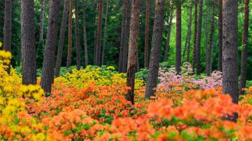 赫尔辛基的哈加杜鹃花公园，芬兰 (© Samuli Vainionpää/Getty Images) Bing Everyday Wallpaper 2022-06-07
/tmp/UploadBetad66Dy4 [Bing Everyday Wall Paper 2022-06-07] url = http://www.bing.com/th?id=OHR.HaagaRhododendron_ZH-CN3375001658_1920x1080.jpg

File Size (KB): 335.2 KB
Last Modified: June 07 2022 00:00:08
