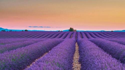 ヴァレンソール高原のラベンダー畑, フランス プロヴァンス (© Shutterstock) Bing Everyday Wallpaper 2022-06-26
/tmp/UploadBetazhmTUw [Bing Everyday Wall Paper 2022-06-26] url = http://www.bing.com/th?id=OHR.ValensoleLavender_JA-JP9297827005_1920x1080.jpg

File Size (KB): 336.22 KB
Last Modified: June 26 2022 00:00:03
