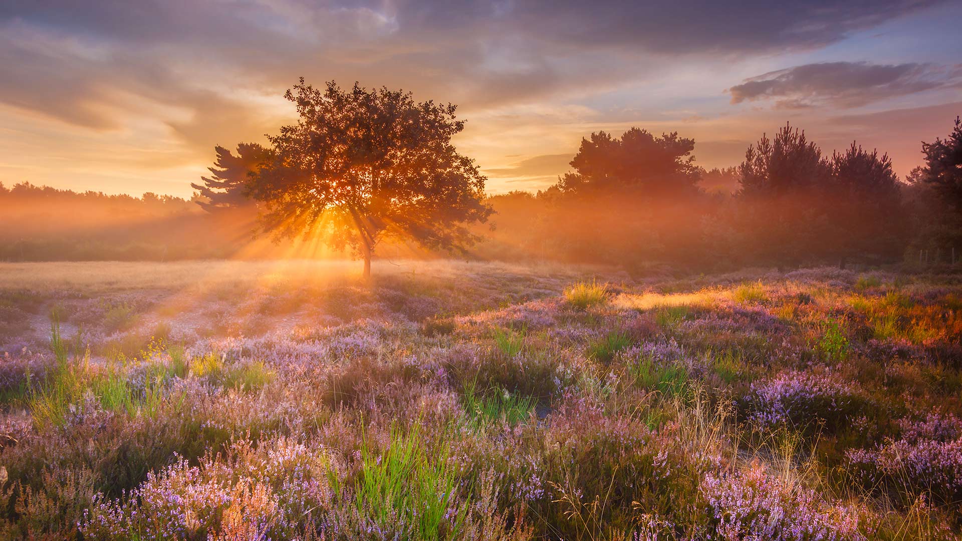 Mehlinger Heide, Mehlingen, Rheinland-Pfalz (© Boris Jordan Photography/Getty Images) Bing Everyday Wallpaper 2022-07-04, MAP60p [Bing Everyday Wall Paper 2022-07-04] url = http://www.bing.com/th?id=OHR.MehlingerHeide_DE-DE6740976307_1920x1080.jpg