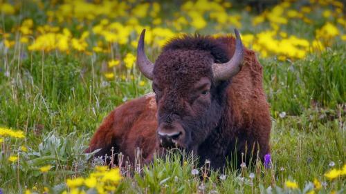 Male American bison in Yellowstone National Park, Wyoming (© Donyanedomam/Getty Images) Bing Everyday Wallpaper 2022-07-20
/tmp/UploadBeta8OtCUM [Bing Everyday Wall Paper 2022-07-20] url = http://www.bing.com/th?id=OHR.YellowstoneBison_EN-US2891320959_1920x1080.jpg

File Size (KB): 336.28 KB
Last Modified: July 20 2022 00:00:09
