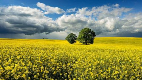 Eichen in einem Rapsfeld bei aufziehendem Gewitter, Sachsen-Anhalt (© mauritius images GmbH/Alamy Stock Photo) Bing Everyday Wallpaper 2022-07-28
/tmp/UploadBetavY3sCh [Bing Everyday Wall Paper 2022-07-28] url = http://www.bing.com/th?id=OHR.RapsEichen_DE-DE7481390720_1920x1080.jpg

File Size (KB): 336.18 KB
Last Modified: July 28 2022 00:00:07
