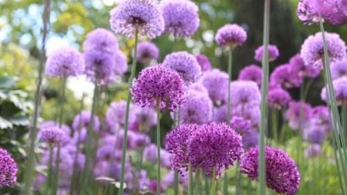 Riesen-Lauch (Allium giganteum), Hamburg (© Jasmin Sander/plainpicture) Bing Everyday Wallpaper 2022-08-08
/tmp/UploadBetaCWxbpo [Bing Everyday Wall Paper 2022-08-08] url = http://www.bing.com/th?id=OHR.RiesenlauchAllium_DE-DE1005580309_1920x1080.jpg

File Size (KB): 320.91 KB
Last Modified: August 08 2022 00:00:11
