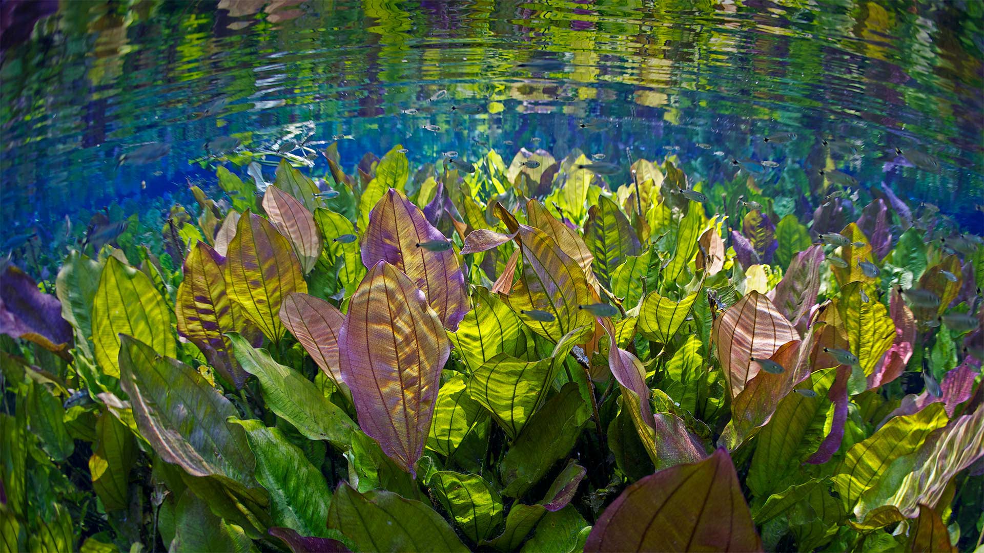 Unterwasseraufnahme von Wasserpflanzen und Echten Salmlern, Aquário Natural, Rio Baia Bonito, Mato Grosso do Sul, Brasilien (© Michel Roggo/Minden Pictures) Bing Everyday Wallpaper 2022-08-13, a2n2Wl [Bing Everyday Wall Paper 2022-08-13] url = http://www.bing.com/th?id=OHR.AquarioNatural_DE-DE2640178619_1920x1080.jpg