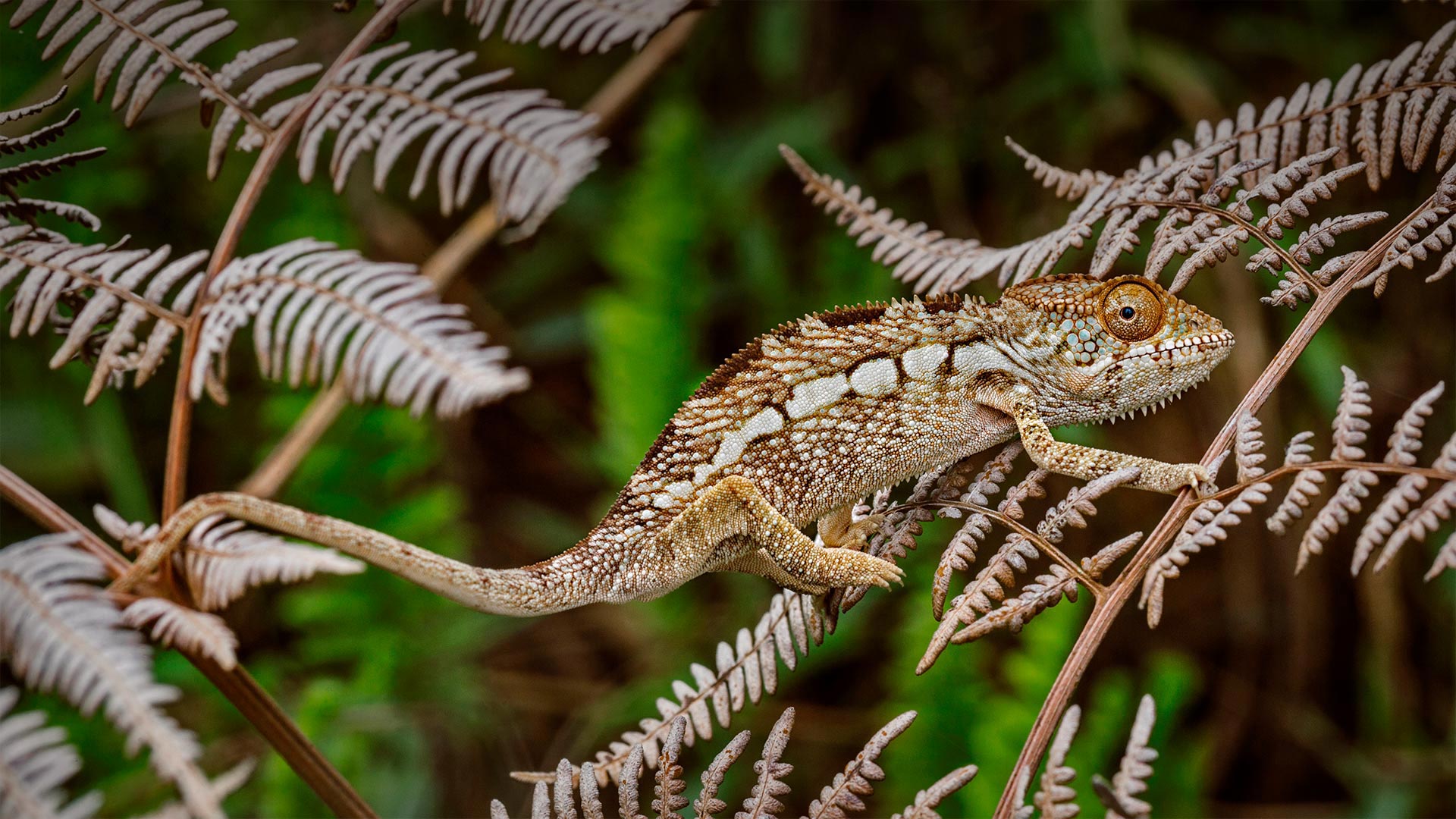 琥珀山国家公园里的豹变色龙，马达加斯加 (© Christian Ziegler/Minden Pictures) Bing Everyday Wallpaper 2022-08-14, kVOm2T [Bing Everyday Wall Paper 2022-08-14] url = http://www.bing.com/th?id=OHR.PantherChameleon_ZH-CN2554514270_1920x1080.jpg