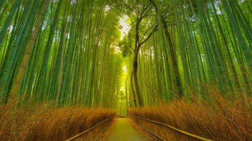 竹林の小径, 京都 嵐山 (© Razvan Ciuca/Getty Images) Bing Everyday Wallpaper 2022-09-18
/tmp/UploadBetaFW2ES1 [Bing Everyday Wall Paper 2022-09-18] url = http://www.bing.com/th?id=OHR.ArashiyamaBamboo_JA-JP3173053038_1920x1080.jpg

File Size (KB): 335.2 KB
Last Modified: September 18 2022 00:00:08
