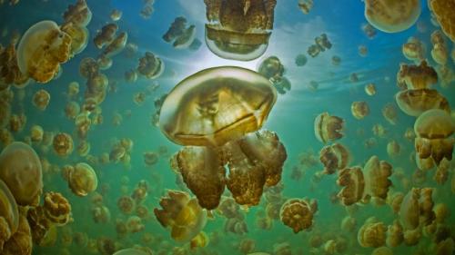 Golden jellyfish in Jellyfish Lake on the island of Eil Malk, Palau (© Nature Picture Library/Alamy) Bing Everyday Wallpaper 2022-09-24
/tmp/UploadBetavY6rgx [Bing Everyday Wall Paper 2022-09-24] url = http://www.bing.com/th?id=OHR.GoldenJellyfish_EN-US6743816471_1920x1080.jpg

File Size (KB): 333.1 KB
Last Modified: September 24 2022 00:00:01

