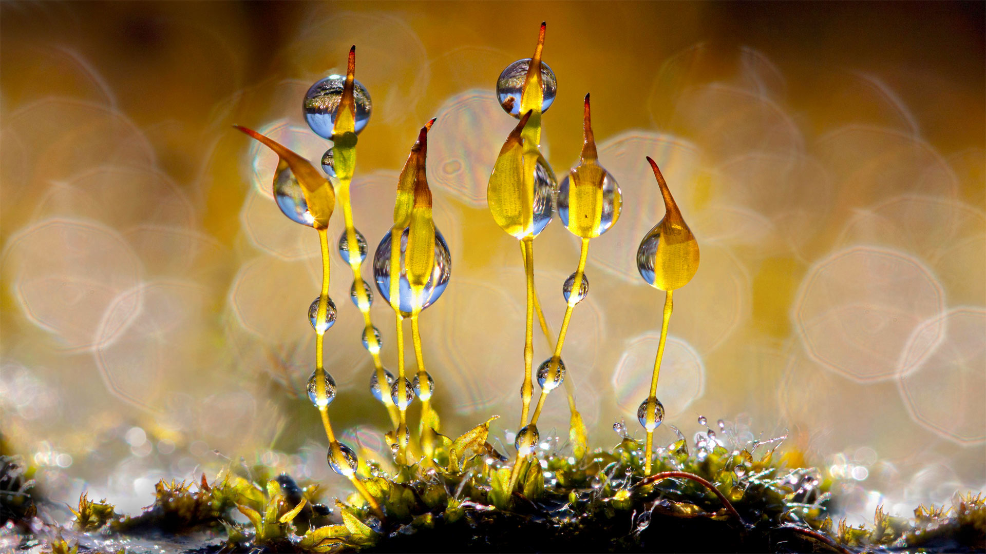 带着闪闪发光水滴的泛生墙藓, 荷兰 (© Arjan Troost/Minden Pictures) Bing Everyday Wallpaper 2022-10-11, z2v9eY [Bing Everyday Wall Paper 2022-10-11] url = http://www.bing.com/th?id=OHR.TortulaMoss_ZH-CN8695265186_1920x1080.jpg