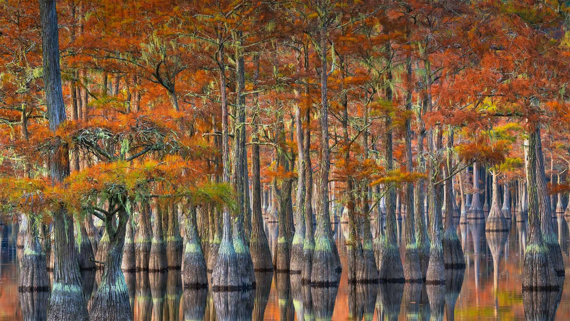 秋季的落羽杉，美国佐治亚州 (© Chris Moore/Tandem Stills + Motion) Bing Everyday Wallpaper 2022-10-21, N51Xq4 [Bing Everyday Wall Paper 2022-10-21] url = http://www.bing.com/th?id=OHR.GeorgiaCypress_ZH-CN3705257154_1920x1080.jpg