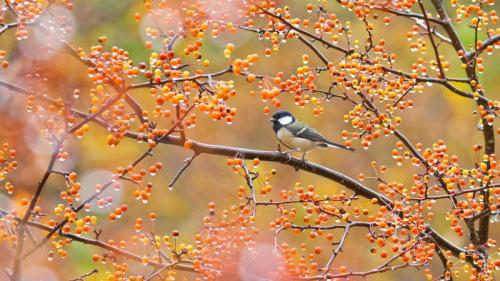 赤い実をついばむシジュウカラ (© Aflo Co., Ltd./Alamy Stock Photo) Bing Everyday Wallpaper 2022-11-07
/tmp/UploadBeta3bWwbH [Bing Everyday Wall Paper 2022-11-07] url = http://www.bing.com/th?id=OHR.Ritto2022_JA-JP3184739369_1920x1080.jpg

File Size (KB): 326.54 KB
Last Modified: November 07 2022 00:00:04
