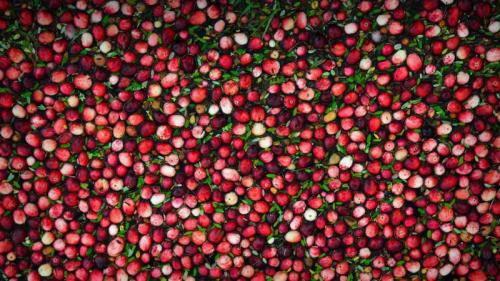 Cranberry bog (© SHSPhotography/Getty Images) Bing Everyday Wallpaper 2022-11-25
/tmp/UploadBeta6PnZ13 [Bing Everyday Wall Paper 2022-11-25] url = http://www.bing.com/th?id=OHR.CranberryBog_EN-US4145520322_1920x1080.jpg

File Size (KB): 334.15 KB
Last Modified: November 25 2022 00:00:09
