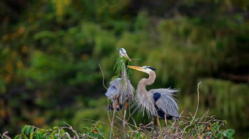 正在筑巢的大蓝鹭，佛罗里达州瓦可达哈齐湿地，美国 (© Imagebroker/Alamy) Bing Everyday Wallpaper 2022-11-29
/tmp/UploadBetaxA5Eos [Bing Everyday Wall Paper 2022-11-29] url = http://www.bing.com/th?id=OHR.HeronGiving_ZH-CN5229629007_1920x1080.jpg

File Size (KB): 331.7 KB
Last Modified: November 29 2022 00:00:01
