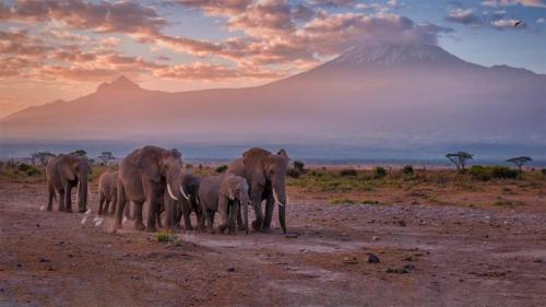 乞力马扎罗山附近的大象，安波塞利国家公园，肯尼亚 (© Diana Robinson Photography/Getty Images) Bing Everyday Wallpaper 2022-12-04
/tmp/UploadBeta1MMlZI [Bing Everyday Wall Paper 2022-12-04] url = http://www.bing.com/th?id=OHR.KilimanjaroElephants_ZH-CN3779609103_1920x1080.jpg

File Size (KB): 335.28 KB
Last Modified: December 04 2022 00:00:03
