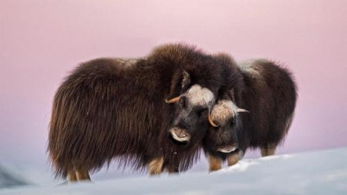 Moschusochsenmutter und Kalb im Dovrefjell-Sunndalsfjella-Nationalpark, Norwegen (© Robert Haasmann/Minden Pictures) Bing Everyday Wallpaper 2022-12-08
/tmp/UploadBetauKEFJT [Bing Everyday Wall Paper 2022-12-08] url = http://www.bing.com/th?id=OHR.NorwayMuskox_DE-DE4462995800_1920x1080.jpg

File Size (KB): 336.43 KB
Last Modified: December 08 2022 00:00:04
