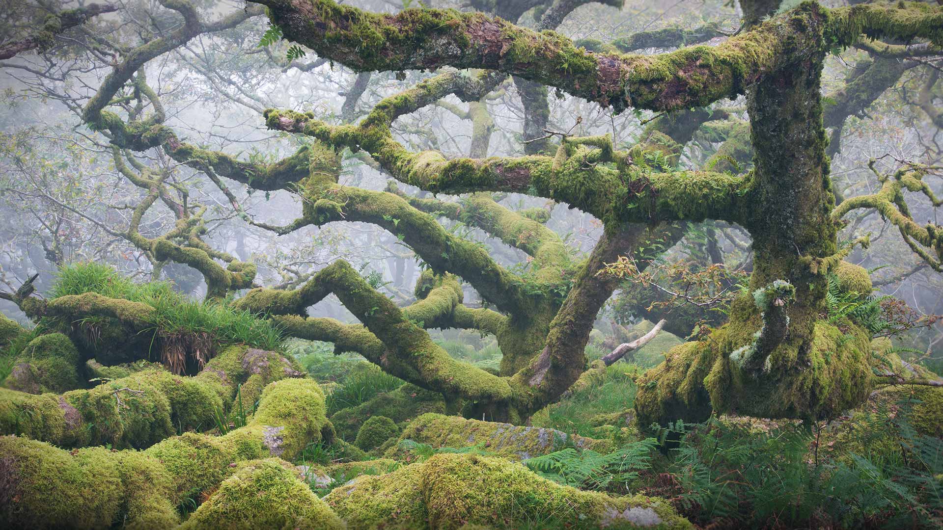 多弗勒山-松达尔国家公园的麝牛与她的宝宝，挪威 (© Robert Haasmann/Minden Pictures) Bing Everyday Wallpaper 2022-12-08, mrU0PU [Bing Everyday Wall Paper 2022-12-08] url = http://www.bing.com/th?id=OHR.WistmansWood_ZH-CN4453301808_1920x1080.jpg