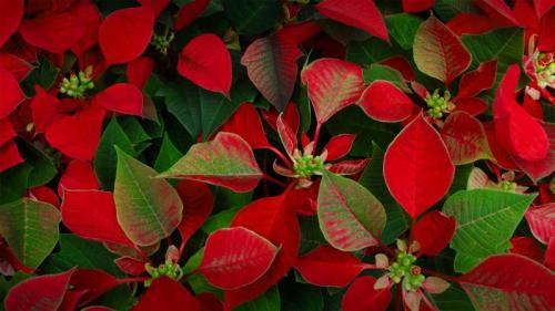 一品红 (© Elizabeth Fernandez/Getty Images) Bing Everyday Wallpaper 2022-12-12
/tmp/UploadBetaIrEglm [Bing Everyday Wall Paper 2022-12-12] url = http://www.bing.com/th?id=OHR.PoinsettiaDay_ZH-CN5115071992_1920x1080.jpg

File Size (KB): 284.87 KB
Last Modified: December 12 2022 00:00:09
