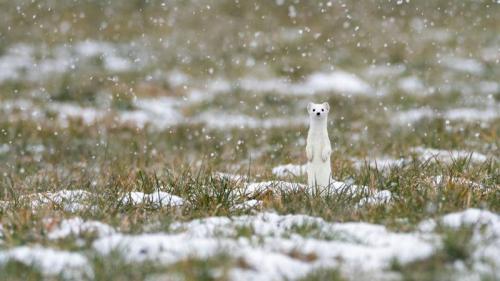 白鼬 (Mustela erminea), 上巴伐利亚，德国 (© Konrad Wothe/Minden Pictures) Bing Everyday Wallpaper 2023-01-05
/tmp/UploadBetaYIXG1m [Bing Everyday Wall Paper 2023-01-05] url = http://www.bing.com/th?id=OHR.HermelinSchnee_ZH-CN8839783506_1920x1080.jpg

File Size (KB): 328.07 KB
Last Modified: January 05 2023 00:00:02
