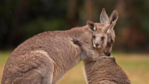 カンガルーの母子 (© Belle Ciezak/Shutterstock) Bing Everyday Wallpaper 2023-01-21
/tmp/UploadBetauQVur8 [Bing Everyday Wall Paper 2023-01-21] url = http://www.bing.com/th?id=OHR.HuggingKanga_JA-JP6402339579_1920x1080.jpg

File Size (KB): 332.13 KB
Last Modified: January 21 2023 00:00:06
