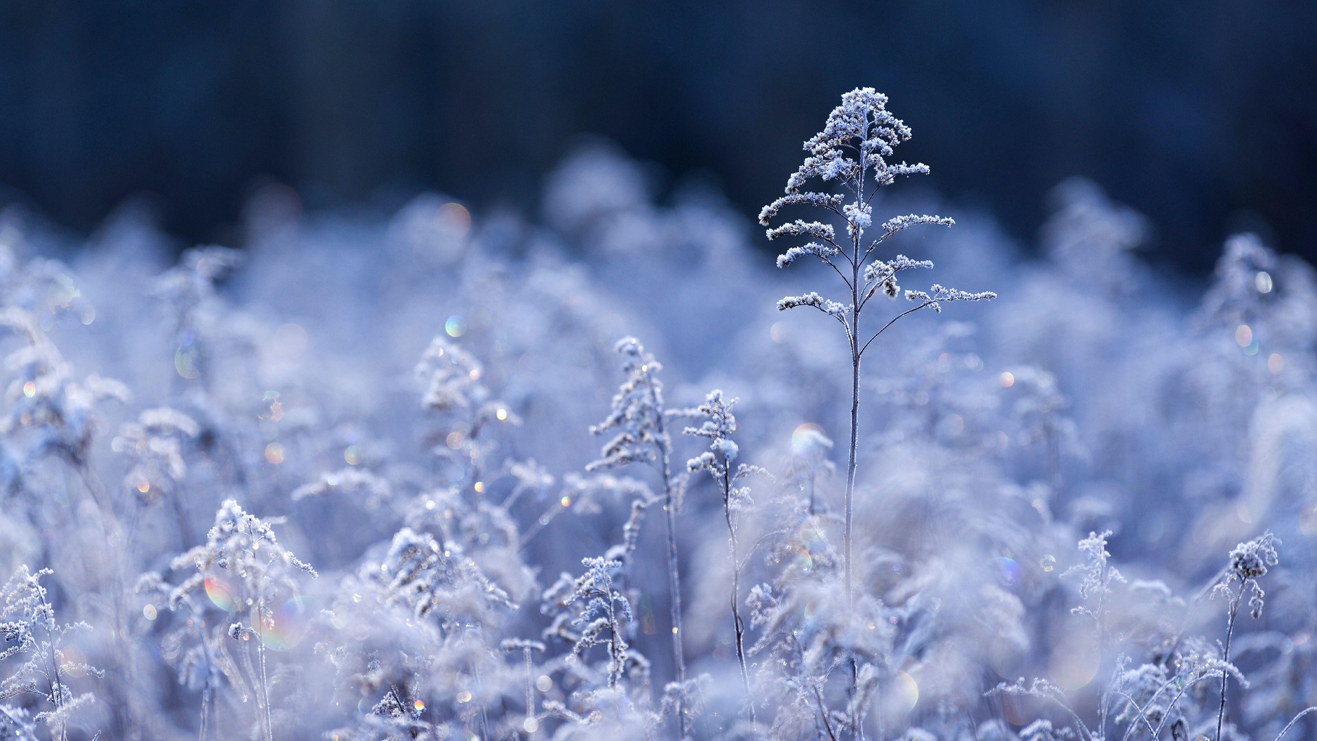 Samenköpfe der Kanadischen Goldrute im Raureif im Morgenlicht, Wasgau, NP Pfälzerwald, Biosphärenreservat Pfälzerwald-Nordvogesen, Rheinland-Pfalz (©  mauritius images GmbH/Alamy Stock Photo) Bing Everyday Wallpaper 2023-01-31, dLuleZ [Bing Everyday Wall Paper 2023-01-31] url = http://www.bing.com/th?id=OHR.GoldruteWinter_DE-DE3393829775_1920x1080.jpg