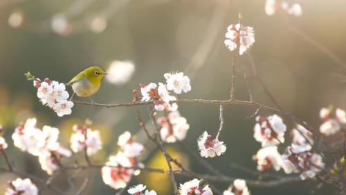 初春の梅に飛来したメジロ (© tahirsphotography/Shutterstock) Bing Everyday Wallpaper 2023-02-04
/tmp/UploadBetaDzkGap [Bing Everyday Wall Paper 2023-02-04] url = http://www.bing.com/th?id=OHR.Risshun2023_JA-JP6678621305_1920x1080.jpg

File Size (KB): 335.82 KB
Last Modified: February 04 2023 00:00:02
