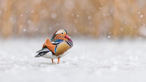 里士满公园的鸳鸯，伦敦，英国 (© Oscar Dewhurst/Minden Pictures) Bing Everyday Wallpaper 2023-02-24
/tmp/UploadBetaEB1eFK [Bing Everyday Wall Paper 2023-02-24] url = http://www.bing.com/th?id=OHR.RichmondParkDuck_ZH-CN4956127005_1920x1080.jpg

File Size (KB): 304.64 KB
Last Modified: February 24 2023 00:00:01
