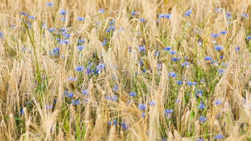 Nahaufnahme von Gerste und Kornblumen, Nordhausen (© Mandy Tabatt/EyeEm/Getty Images) Bing Everyday Wallpaper 2023-03-12
/tmp/UploadBetaIZoi8C [Bing Everyday Wall Paper 2023-03-12] url = http://www.bing.com/th?id=OHR.Kornblume_DE-DE6250953229_1920x1080.jpg

File Size (KB): 296.88 KB
Last Modified: March 12 2023 00:00:03
