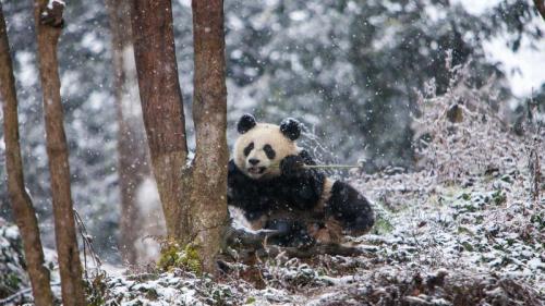 成都大熊猫繁育研究基地，中国 (© Jim Zuckerman/Jaynes Gallery/DanitaDelimont) Bing Everyday Wallpaper 2023-03-16
/tmp/UploadBetaL7mWnc [Bing Everyday Wall Paper 2023-03-16] url = http://www.bing.com/th?id=OHR.ChengduPanda_ZH-CN0043208941_1920x1080.jpg

File Size (KB): 314.27 KB
Last Modified: March 16 2023 00:00:02
