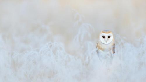 仓鸮，英格兰 (© Ondrej Prosicky/Getty Images) Bing Everyday Wallpaper 2023-03-19
/tmp/UploadBetahapssF [Bing Everyday Wall Paper 2023-03-19] url = http://www.bing.com/th?id=OHR.BarnOwlWinter_ZH-CN5484796826_1920x1080.jpg

File Size (KB): 319.08 KB
Last Modified: March 19 2023 00:00:02
