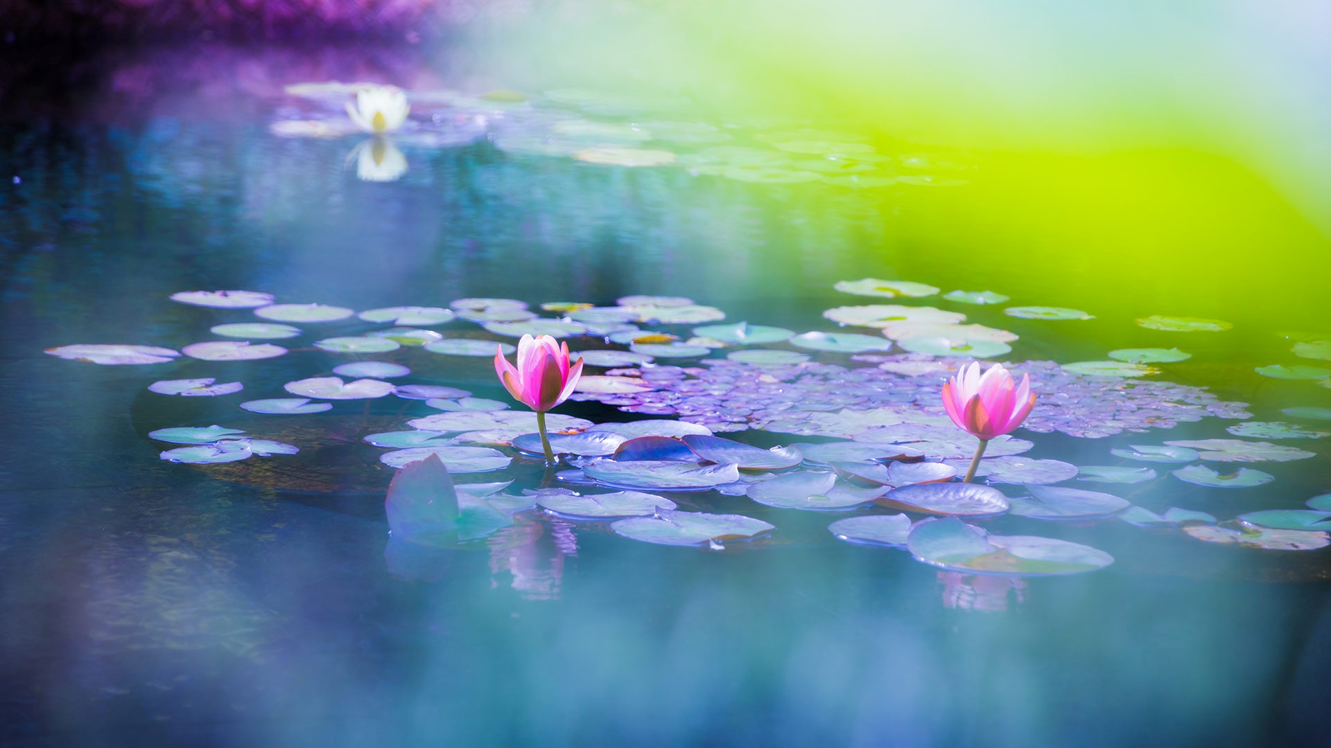池に咲く睡蓮 (© Masahiro Noguchi/GettyImages) Bing Everyday Wallpaper 2023-04-08, aIw5rj [Bing Everyday Wall Paper 2023-04-08] url = http://www.bing.com/th?id=OHR.BuddhasBirthday2023_JA-JP8498198391_1920x1080.jpg