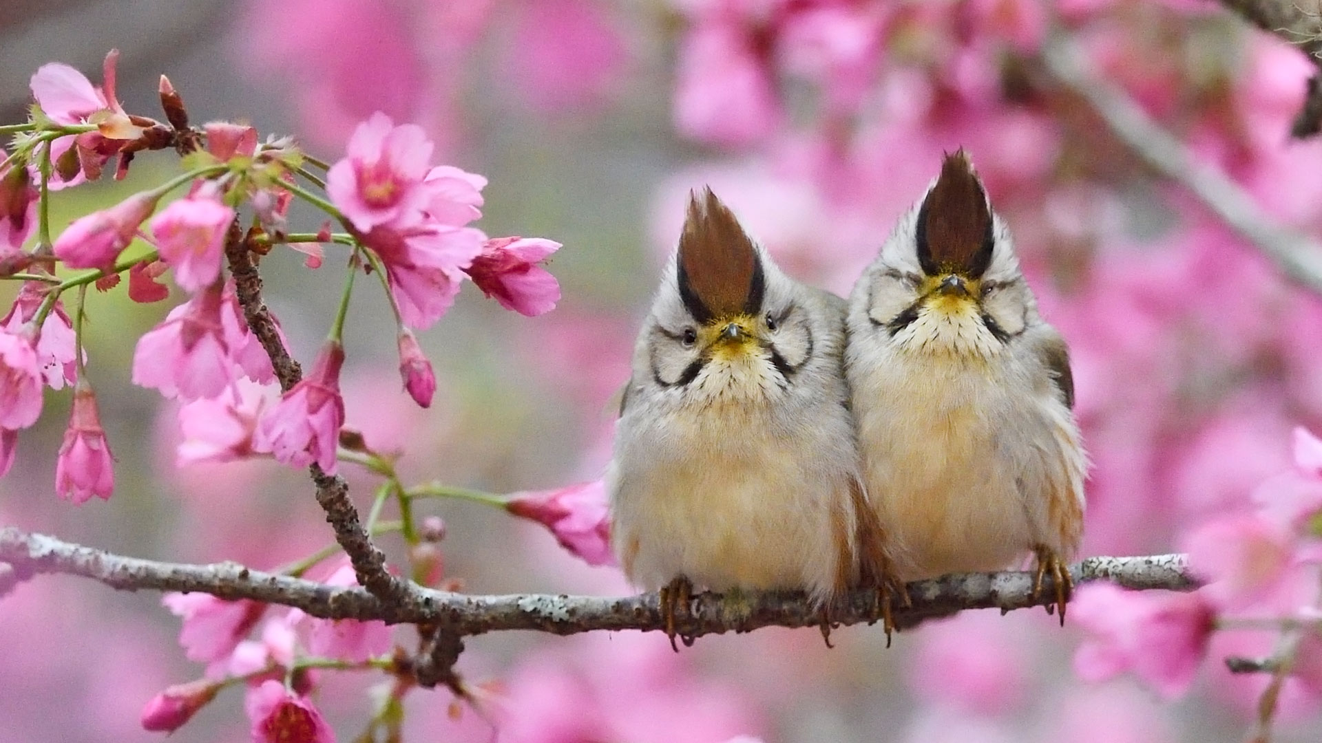 褐头凤鹛 (© Staffan Widstrand/Minden Pictures) Bing Everyday Wallpaper 2023-04-19, G0e9VH [Bing Everyday Wall Paper 2023-04-19] url = http://www.bing.com/th?id=OHR.TaiwanYuhina_ZH-CN6541884178_1920x1080.jpg