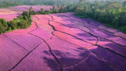 日出时分薄雾笼罩下的薰衣草田，印度 (© Amith Nag Photography/Getty Images) Bing Everyday Wallpaper 2023-04-23
/tmp/UploadBetadM9VWD [Bing Everyday Wall Paper 2023-04-23] url = http://www.bing.com/th?id=OHR.Honnavaralavenderfields_ZH-CN8054655091_1920x1080.jpg

File Size (KB): 270.87 KB
Last Modified: April 23 2023 00:00:01
