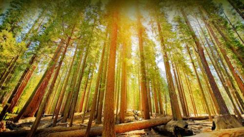 Mariposa Grove im Yosemite-Nationalpark, Kalifornien, USA (© Orbon Alija/Getty Images) Bing Everyday Wallpaper 2023-04-28
/tmp/UploadBetajmvC1l [Bing Everyday Wall Paper 2023-04-28] url = http://www.bing.com/th?id=OHR.MariposaGrove_DE-DE6502000556_1920x1080.jpg

File Size (KB): 330.59 KB
Last Modified: April 28 2023 00:00:03
