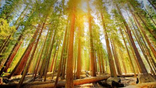 Mariposa Grove of Giant Sequoias in Yosemite National Park, California (© Orbon Alija/Getty Images) Bing Everyday Wallpaper 2023-04-29
/tmp/UploadBetamJj0HQ [Bing Everyday Wall Paper 2023-04-29] url = http://www.bing.com/th?id=OHR.MariposaGrove_EN-US0790407793_1920x1080.jpg

File Size (KB): 314.65 KB
Last Modified: April 29 2023 00:00:01
