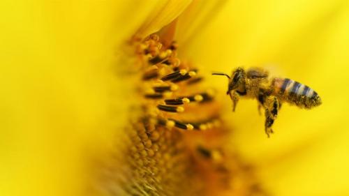 Biene im Sonnenblumenfeld bei Fresdorf (© Ralf Hirschberger/dpa-Zentralbild/dpa/Alamy Live News) Bing Everyday Wallpaper 2023-05-01
/tmp/UploadBetaUVhqn7 [Bing Everyday Wall Paper 2023-05-01] url = http://www.bing.com/th?id=OHR.SunflowerBee_DE-DE9415817741_1920x1080.jpg

File Size (KB): 224.38 KB
Last Modified: May 01 2023 00:00:03
