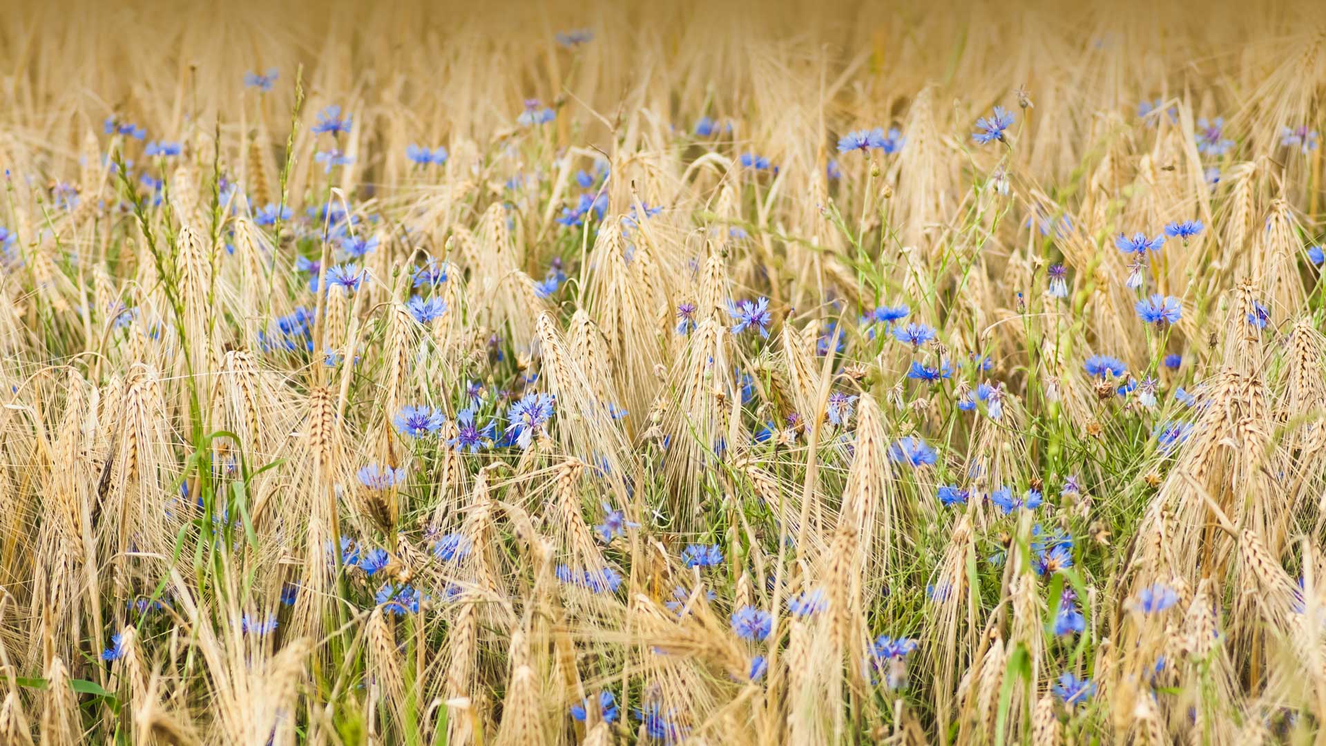 大麦和矢车菊, 诺德豪森, 德国 (© Mandy Tabatt/Getty Images) Bing Everyday Wallpaper 2023-05-06, 6p55jQ [Bing Everyday Wall Paper 2023-05-06] url = http://www.bing.com/th?id=OHR.Kornblume_ZH-CN0344238832_1920x1080.jpg