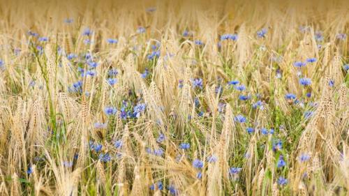 大麦和矢车菊, 诺德豪森, 德国 (© Mandy Tabatt/Getty Images) Bing Everyday Wallpaper 2023-05-06
/tmp/UploadBeta6p55jQ [Bing Everyday Wall Paper 2023-05-06] url = http://www.bing.com/th?id=OHR.Kornblume_ZH-CN0344238832_1920x1080.jpg

File Size (KB): 328.59 KB
Last Modified: May 06 2023 00:00:01
