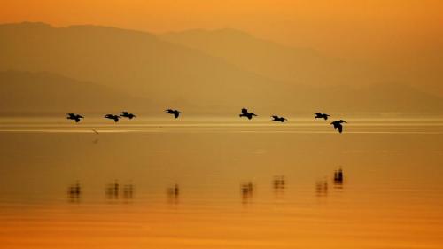 ソニーボノ・ソルトン湖国立野生生物保護区, 米国 カリフォルニア州 (© David McNew/Getty Images) Bing Everyday Wallpaper 2023-05-13
/tmp/UploadBetaR2HXHr [Bing Everyday Wall Paper 2023-05-13] url = http://www.bing.com/th?id=OHR.SonnyBonoPelicans_JA-JP8385085647_1920x1080.jpg

File Size (KB): 324.02 KB
Last Modified: May 13 2023 00:00:01
