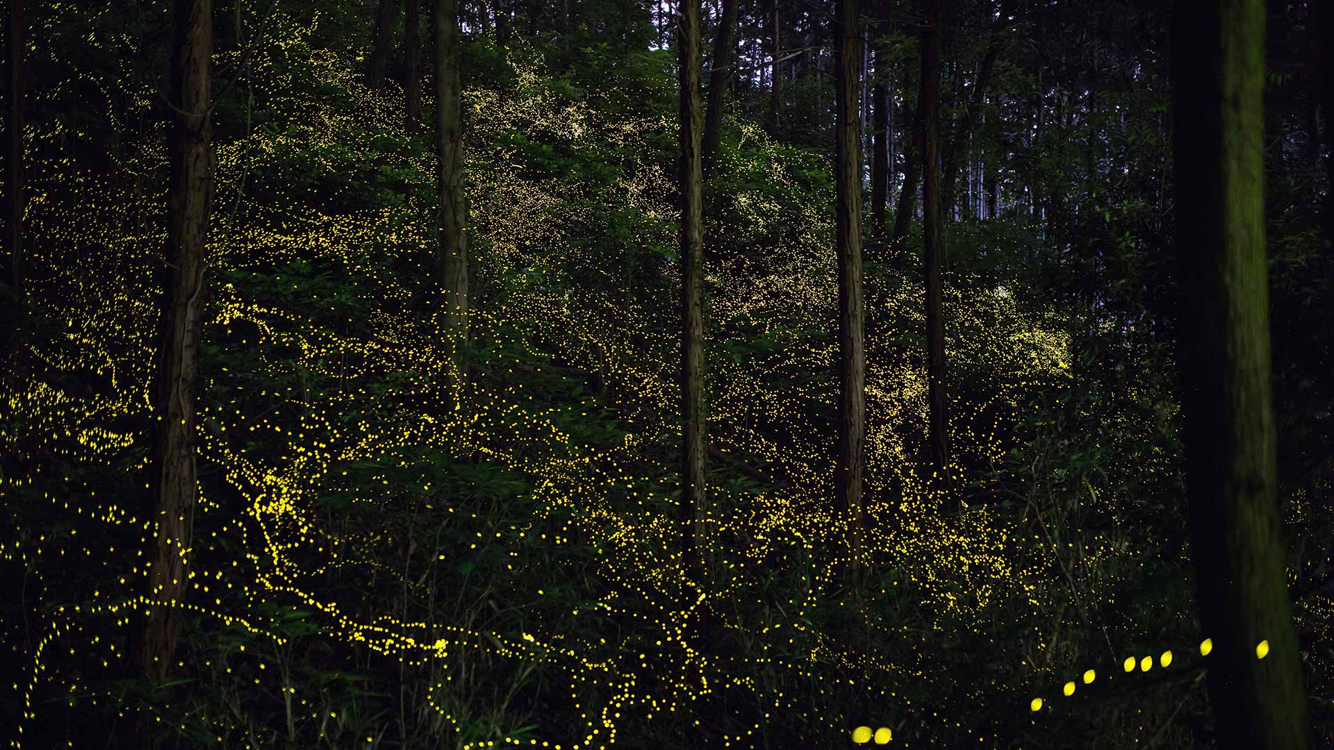 森の中で輝く蛍たち (© Trevor Williams/Getty images) Bing Everyday Wallpaper 2023-06-06, zJFFnD [Bing Everyday Wall Paper 2023-06-06] url = http://www.bing.com/th?id=OHR.Mangzhong2023_JA-JP8970616377_1920x1080.jpg