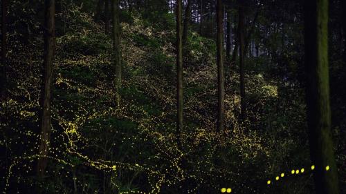 森の中で輝く蛍たち (© Trevor Williams/Getty images) Bing Everyday Wallpaper 2023-06-06
/tmp/UploadBetazJFFnD [Bing Everyday Wall Paper 2023-06-06] url = http://www.bing.com/th?id=OHR.Mangzhong2023_JA-JP8970616377_1920x1080.jpg

File Size (KB): 331.22 KB
Last Modified: June 06 2023 00:00:02
