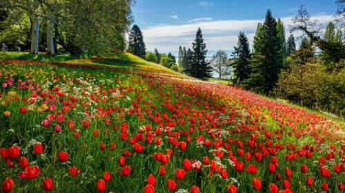 Tulpenblüten auf der Insel Mainau, Bodensee (© Reinhard Schmid/Huber/eStock Photo) Bing Everyday Wallpaper 2023-06-11
/tmp/UploadBetamrIx9o [Bing Everyday Wall Paper 2023-06-11] url = http://www.bing.com/th?id=OHR.GartenTagTulpen_DE-DE7717762871_1920x1080.jpg

File Size (KB): 328.21 KB
Last Modified: June 11 2023 00:00:03
