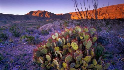 仙人掌植物，得克萨斯州大弯国家公园，美国 (© Tim Fitzharris/Minden Pictures) Bing Everyday Wallpaper 2023-06-12
/tmp/UploadBeta9z806O [Bing Everyday Wall Paper 2023-06-12] url = http://www.bing.com/th?id=OHR.BigBendAnniv_ZH-CN3445097868_1920x1080.jpg

File Size (KB): 317.54 KB
Last Modified: June 12 2023 00:00:02
