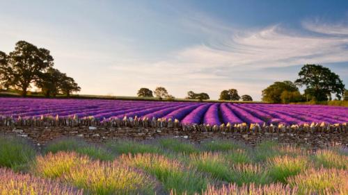 サマセットのラベンダー畑, イギリス  (© Doug Chinnery/Getty Images) Bing Everyday Wallpaper 2023-07-04
/tmp/UploadBeta96JWMI [Bing Everyday Wall Paper 2023-07-04] url = http://www.bing.com/th?id=OHR.SomersetLavender_JA-JP1412605129_1920x1080.jpg

File Size (KB): 323.67 KB
Last Modified: July 04 2023 00:00:02
