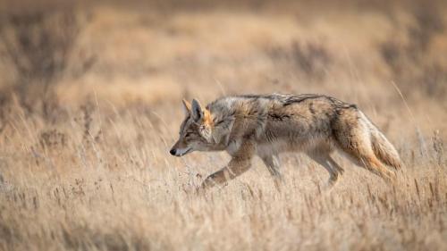 A coyote in Banff, Canada (© Harry Collins/Getty Images) Bing Everyday Wallpaper 2023-07-04
/tmp/UploadBetanOTrhF [Bing Everyday Wall Paper 2023-07-04] url = http://www.bing.com/th?id=OHR.CoyoteBanff_ROW2615713574_1920x1080.jpg

File Size (KB): 322.32 KB
Last Modified: July 04 2023 00:00:02
