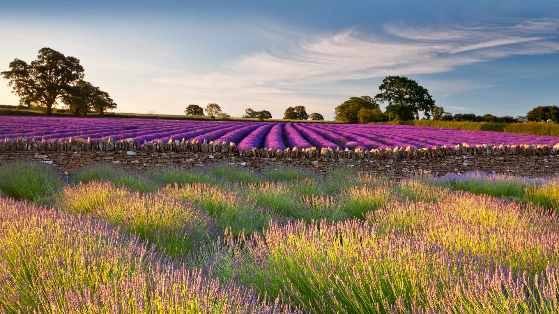 Field of lavender, Somerset, England (© Doug Chinnery/Getty Images) Bing Everyday Wallpaper 2023-07-11, ITwxuP [Bing Everyday Wall Paper 2023-07-11] url = http://www.bing.com/th?id=OHR.SomersetLavender_ROW3782254470_1920x1080.jpg