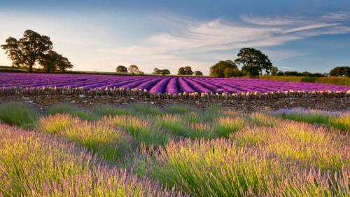 Field of lavender, Somerset, England (© Doug Chinnery/Getty Images) Bing Everyday Wallpaper 2023-07-11
/tmp/UploadBetaITwxuP [Bing Everyday Wall Paper 2023-07-11] url = http://www.bing.com/th?id=OHR.SomersetLavender_ROW3782254470_1920x1080.jpg

File Size (KB): 318.6 KB
Last Modified: July 11 2023 00:00:02
