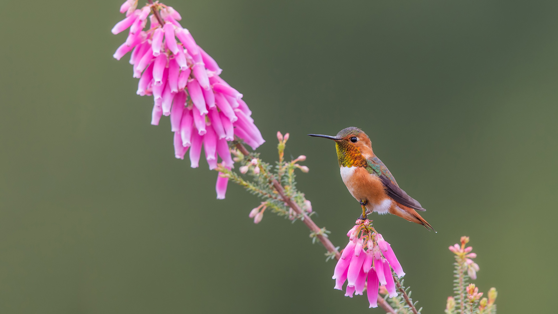 艾氏煌蜂鸟，圣克鲁斯，加利福尼亚州，美国 (© mallardg500/Getty Images) Bing Everyday Wallpaper 2023-09-02, 60y4lR [Bing Everyday Wall Paper 2023-09-02] url = http://www.bing.com/th?id=OHR.TinyHummer_ZH-CN9853929957_1920x1080.jpg