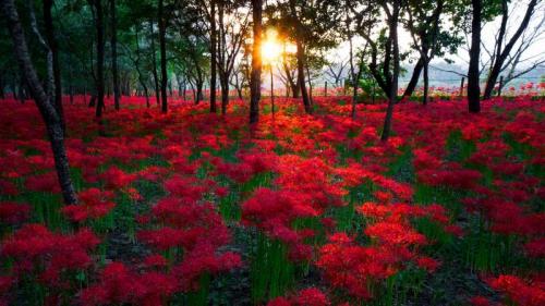 巾着田の彼岸花, 埼玉県 日高市 (© Deseree Joy Villanueva/Getty Images) Bing Everyday Wallpaper 2023-09-23
/tmp/UploadBetaWp6lLA [Bing Everyday Wall Paper 2023-09-23] url = http://www.bing.com/th?id=OHR.Qiufen2023_JA-JP6160561062_1920x1080.jpg

File Size (KB): 329.93 KB
Last Modified: September 23 2023 00:00:05
