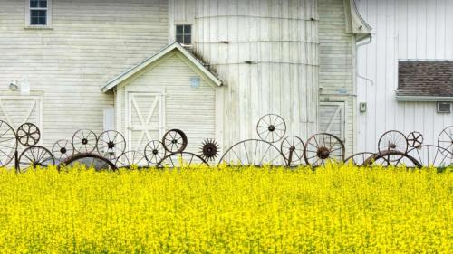 帕卢斯地区的老谷仓和油菜田，爱达荷州，美国 (© Terry Eggers/Getty Images) Bing Everyday Wallpaper 2023-10-12
/tmp/UploadBetaQWY5k2 [Bing Everyday Wall Paper 2023-10-12] url = http://www.bing.com/th?id=OHR.IdahoBarn_ZH-CN6472682534_1920x1080.jpg

File Size (KB): 313.74 KB
Last Modified: October 12 2023 00:00:01
